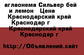 аглаонема Сильвер бей и лемон › Цена ­ 500 - Краснодарский край, Краснодар г.  »    . Краснодарский край,Краснодар г.